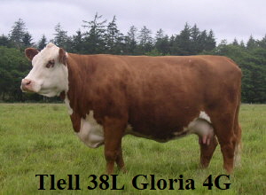 Gloria June 25 500