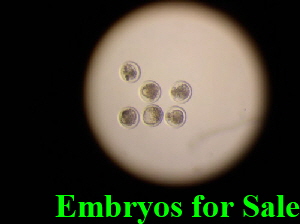 embryos for sale